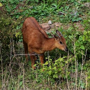 Red Goral (Naemorhedus baileyi)