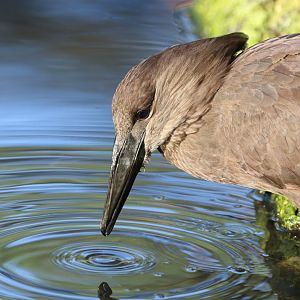 Hammerkop