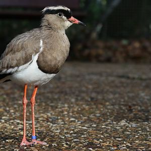 Crowned plover