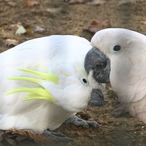 Moluccan and greater sulphur crested cockatoos