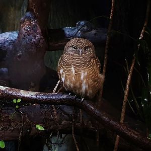 Leopard Trail - Collared Owlet (Glaucidium brodiei)