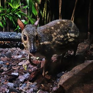Leopard Trail - Yellow-striped Mousedeer (Moschiola kathygre)