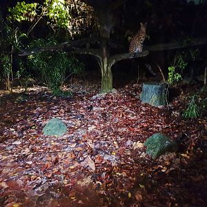 East Lodge Trail - Serval