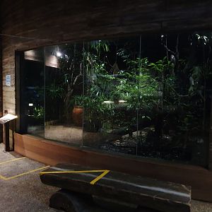 Wallaby Trail - Barn Owl exhibit