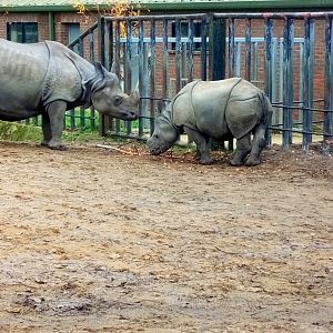 Indian rhino mother & calf