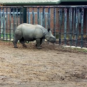 Indian rhino calf