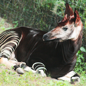 Oct. 2020 - Safari Africa - Okapi