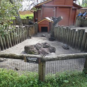 Oct. 2020 - Safari Africa - Galapagos Tortoise Exhibit