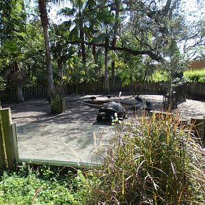 Oct. 2020 - Safari Africa - Galapagos Tortoise Exhibit