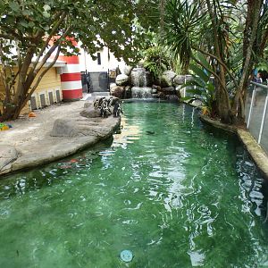 Oct. 2020 - Safari Africa - Penguin Beach (African Penguins)