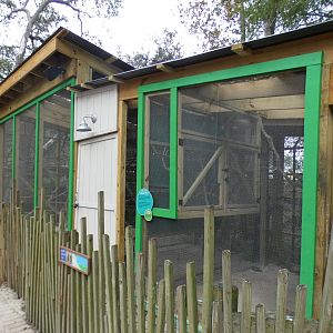 Oct. 2020 - Florida - Eastern Screech Owl + Barred Owl Exhibits