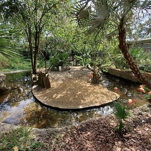 Oct. 2020 - Florida - American Flamingo Exhibit