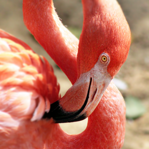 Oct. 2020 - Florida - American Flamingo