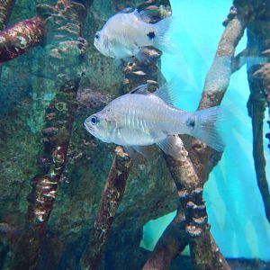 Mangrove Cardinalfish