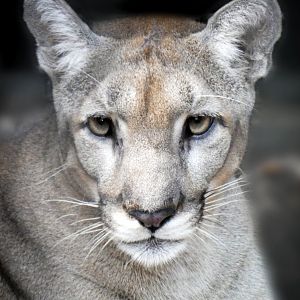 Oct. 2020 - Florida - Florida Panther