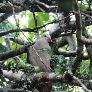 pink pigeon ile aux aigrettes