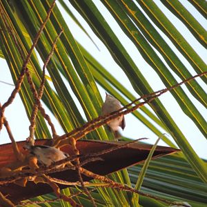Mauritius grey white eye