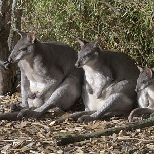 Pademelon, pademelon, pademelon.