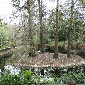 Oct. 2020 - Florida - American Alligator Exhibit