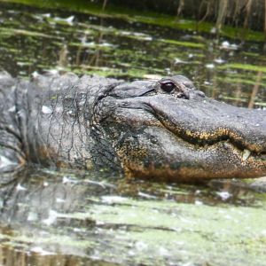 Oct. 2020 - Florida - American Alligator