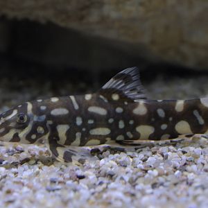 Polka dot loach