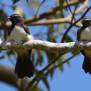 Imm. Willie wagtails.