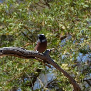 White-browed woodswallow.