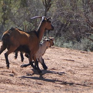 Wild goats.