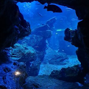 Sea of Kyoto exhibit