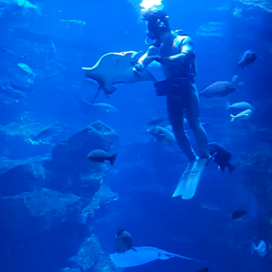 Spotted Eagle Ray getting in the way of a tank diver