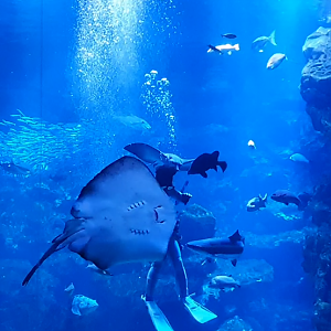 Sea of Kyoto exhibit - feeding time