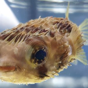 Porcupinefish