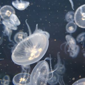 Moon Jellies
