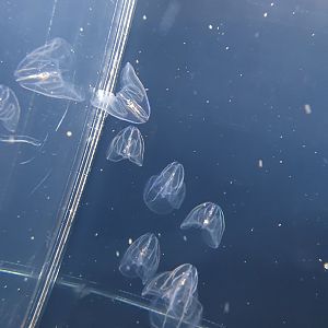 Comb Jellies