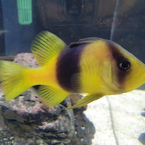 Yellow Soapfish