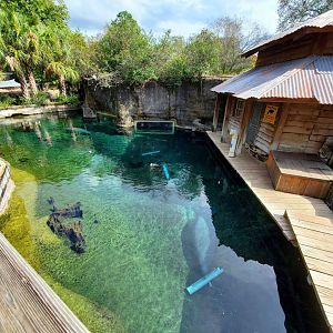 Oct. 2020 - Florida - Florida Manatee + Others Tank (Left Tank)