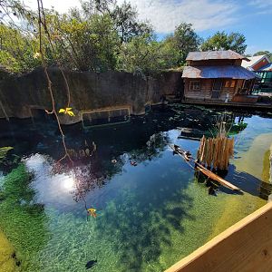 Oct. 2020 - Florida - Florida Manatee + Others Tank (Left Tank)