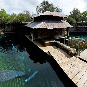 Oct. 2020 - Florida - Florida Manatee + Others Tanks Panorama