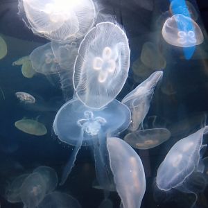 Moon jellyfish