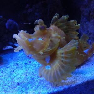 Unspecified scorpionfish