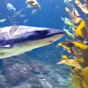 Leopard shark
