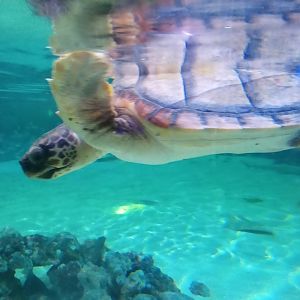 Loggerhead sea turtle