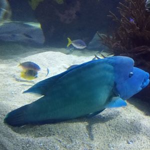 Humphead wrasse