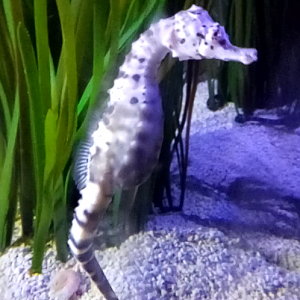 Big-bellied seahorse