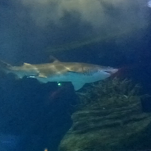 Sand tiger shark