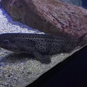 small-spotted catshark