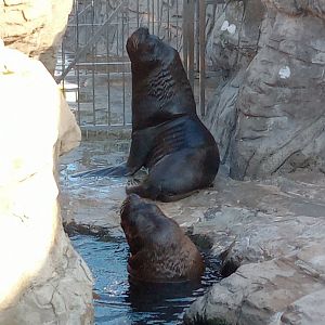 South American sea lion