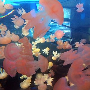 Spotted lagoon jellyfish