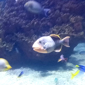 Yellowmargin triggerfish