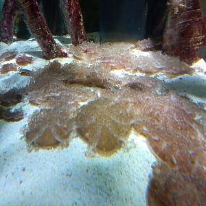 Upside-down jellyfish